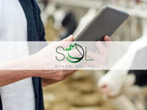 man with tablet pc and cows on dairy farm